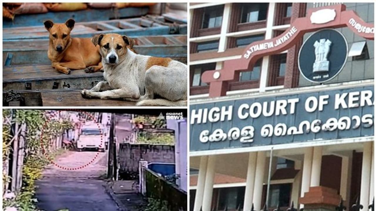 'നഗരസഭയ്ക്ക് പങ്കുണ്ടെങ്കിൽ കർശന നടപടി', തെരുവ് നായകളെ കൊന്ന സംഭവത്തിൽ ഇടപെട്ട് കോടതി 'നഗരസഭയ്ക്ക് പങ്കുണ്ടെങ്കിൽ കർശന നടപടി', തെരുവ് നായകളെ കൊന്ന സംഭവത്തിൽ ഇടപെട്ട് കോടതി