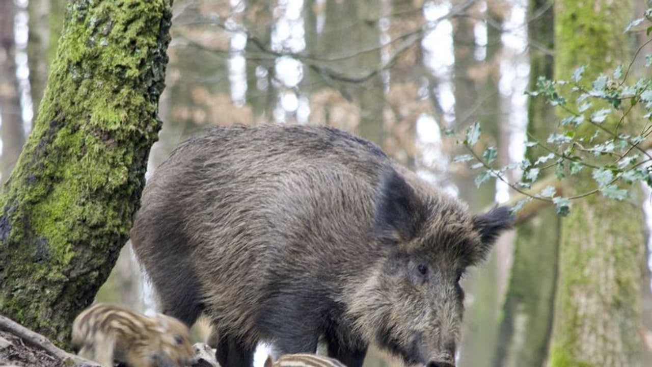 കാട്ടുപന്നികളെ വേട്ടയാടാന് കര്ഷകര്ക്ക് അനുമതി നല്കണമെന്ന് ഹൈക്കോടതി കാട്ടുപന്നികളെ വേട്ടയാടാന് കര്ഷകര്ക്ക് അനുമതി നല്കണമെന്ന് ഹൈക്കോടതി