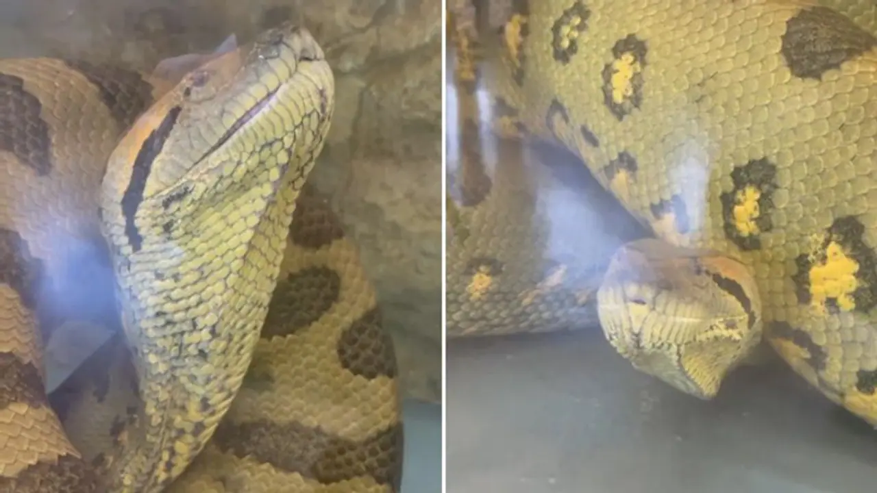 Watch: Giant anaconda enjoys being underwater; viral video garners around 2 million views