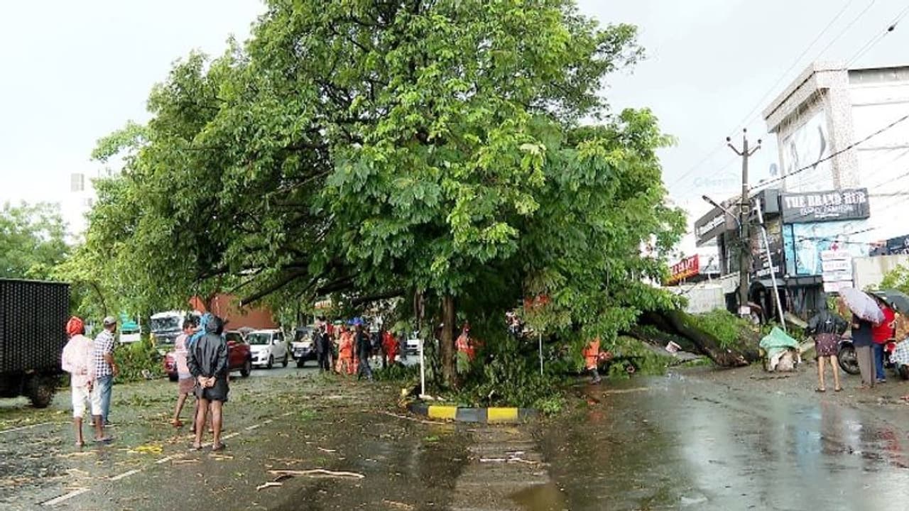 കൊച്ചിയിൽ ഓടിക്കൊണ്ടിരുന്ന കാറിന് മുകളിൽ മരം കടപുഴകി വീണു കൊച്ചിയിൽ ഓടിക്കൊണ്ടിരുന്ന കാറിന് മുകളിൽ മരം കടപുഴകി വീണു