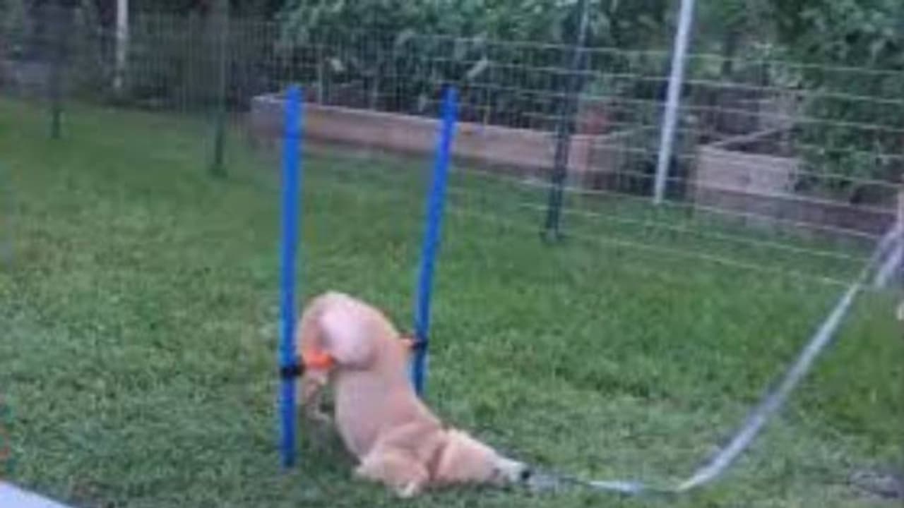 എന്നെക്കൊണ്ട് പറ്റുമെന്ന് തോന്നുന്നില്ല, ചിരി പടർത്തി പരിശീലനത്തിനിടെ മടിപിടിച്ചിരിക്കുന്ന നായക്കുട്ടി എന്നെക്കൊണ്ട് പറ്റുമെന്ന് തോന്നുന്നില്ല, ചിരി പടർത്തി പരിശീലനത്തിനിടെ മടിപിടിച്ചിരിക്കുന്ന നായക്കുട്ടി