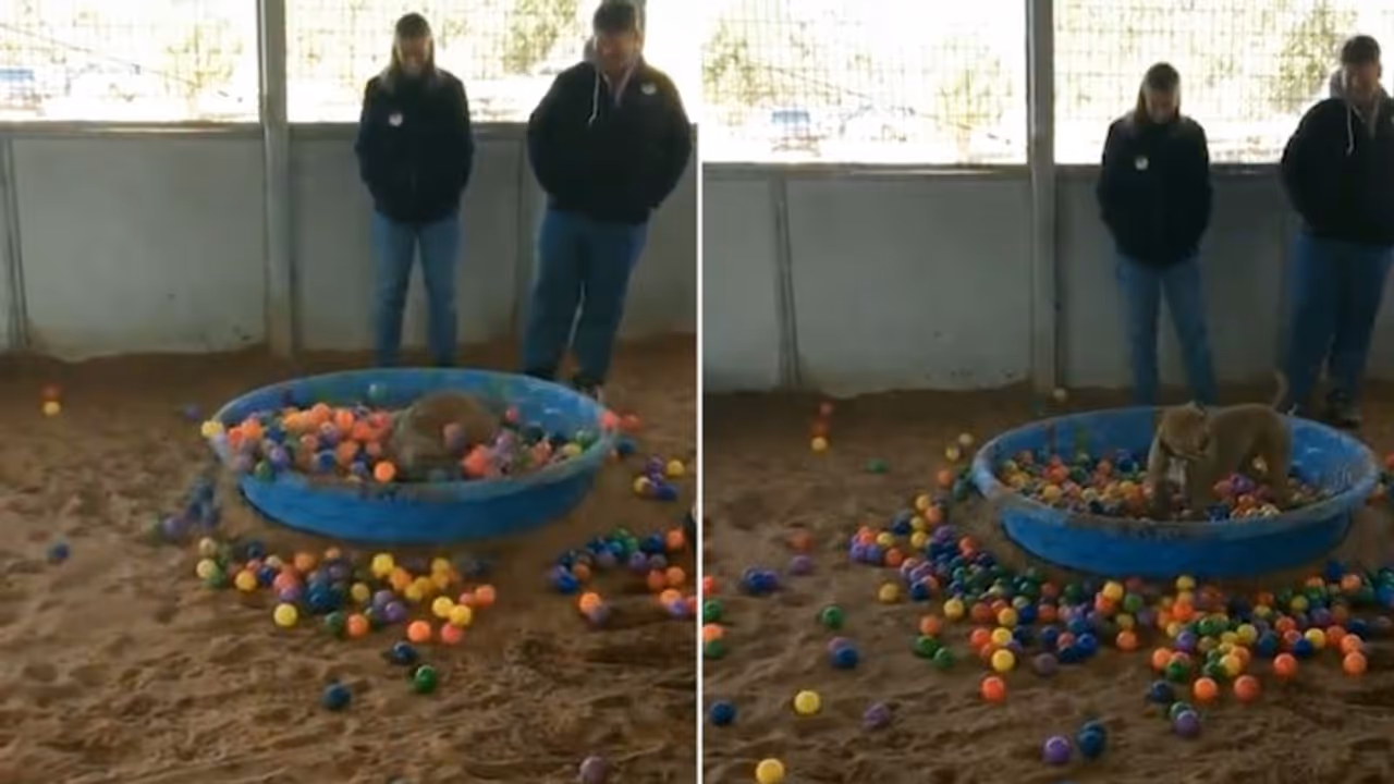 Joyful dog jumps into a pool of colourful balls; watch video