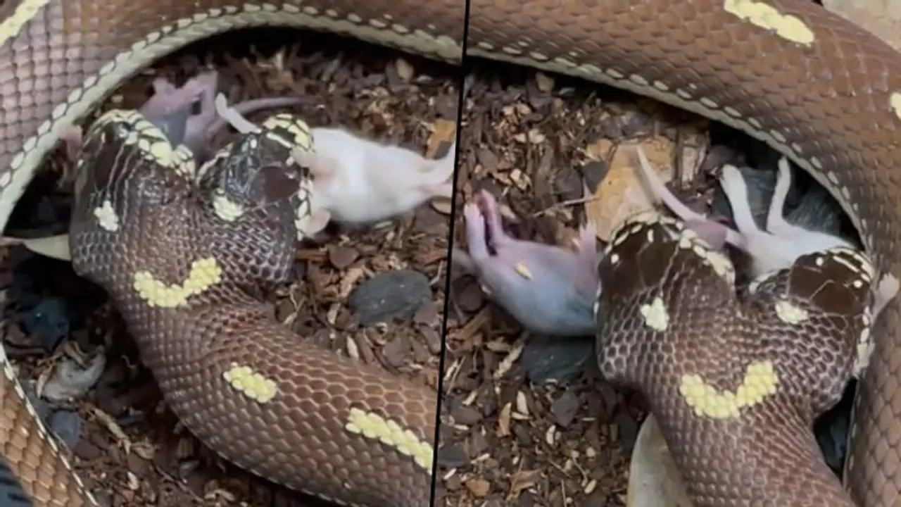 Two headed snake swallows two mice together; watch viral video Two headed snake swallows two mice together; watch viral video