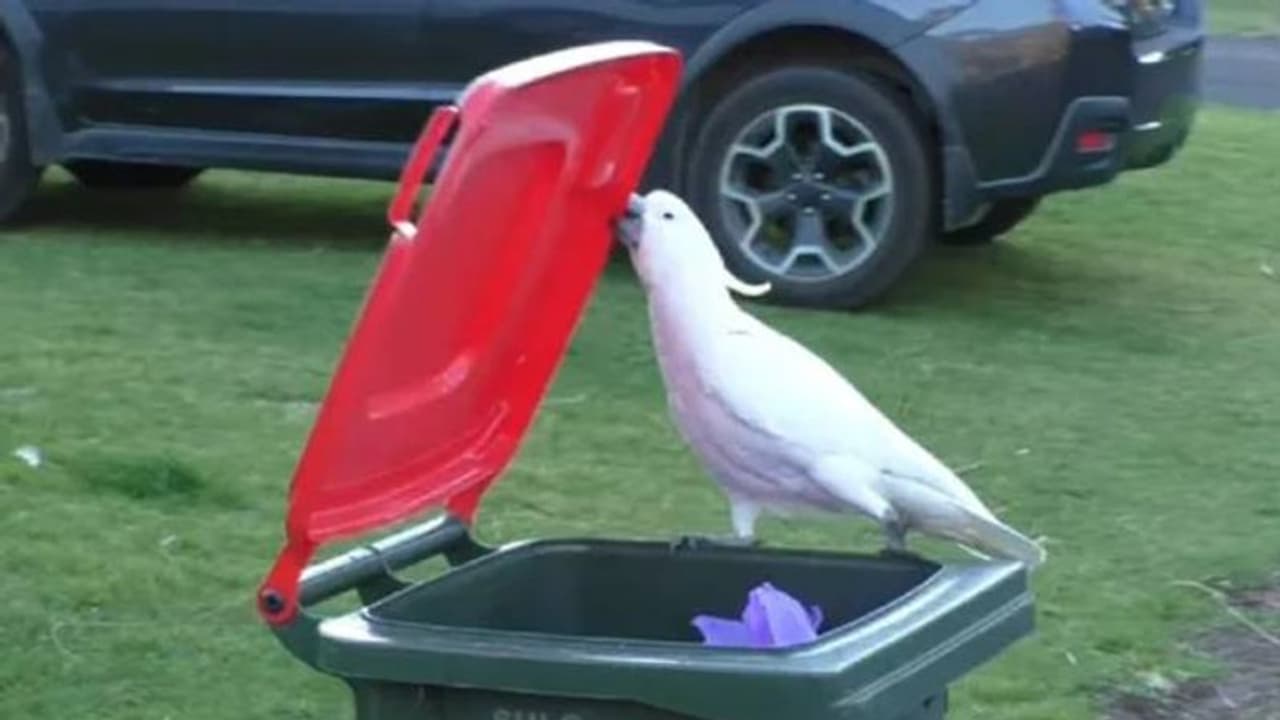 ഇതൊക്കെ സിമ്പിളല്ലേ? കൃത്യമായി ബിൻ തുറന്ന് ഭക്ഷണം തിരയുന്ന കോക്കറ്റൂ, വീഡിയോ