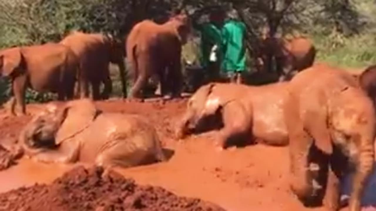 Herd of elephants have fun during mud bath; watch adorable video Herd of elephants have fun during mud bath; watch adorable video