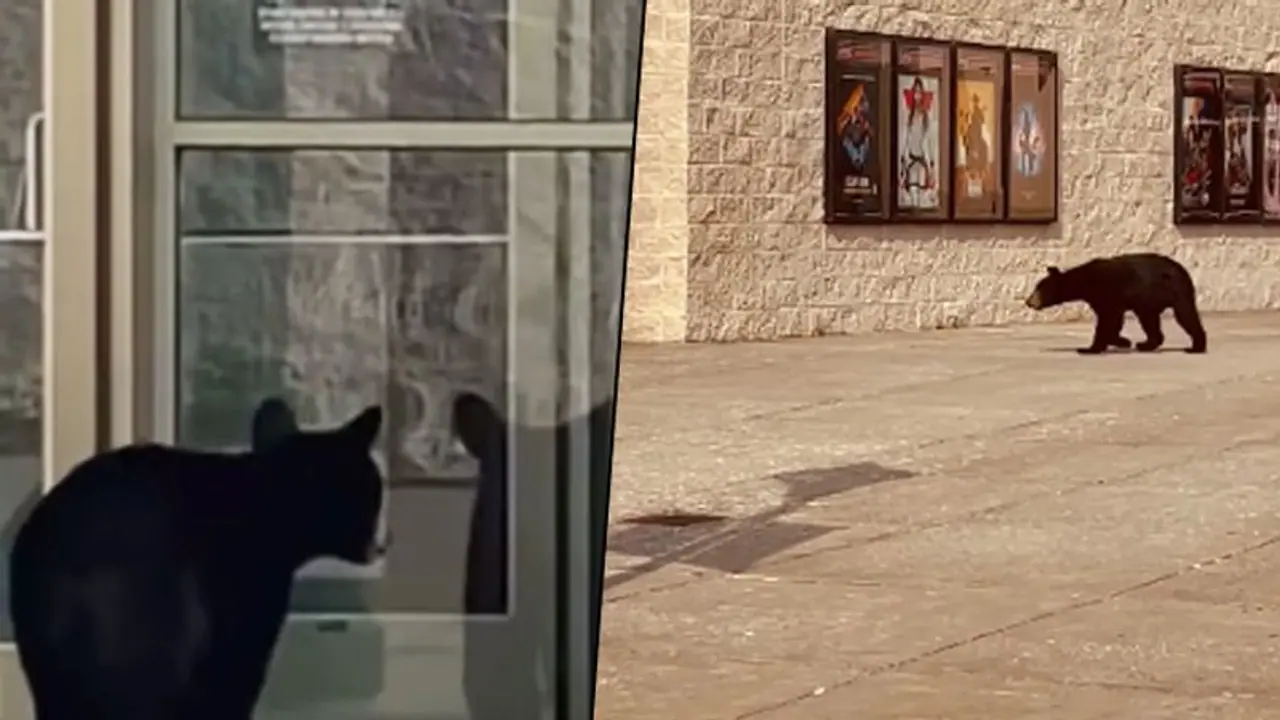 Two bears take a stroll around a mall in USA; watch video