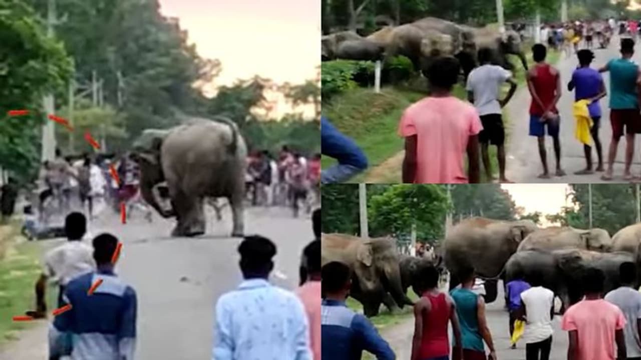 അസമില് ദേശീയപാതയ്ക്ക് സമീപം യുവാവിനെ ചവിട്ടിയരച്ച് കാട്ടാന അസമില് ദേശീയപാതയ്ക്ക് സമീപം യുവാവിനെ ചവിട്ടിയരച്ച് കാട്ടാന
