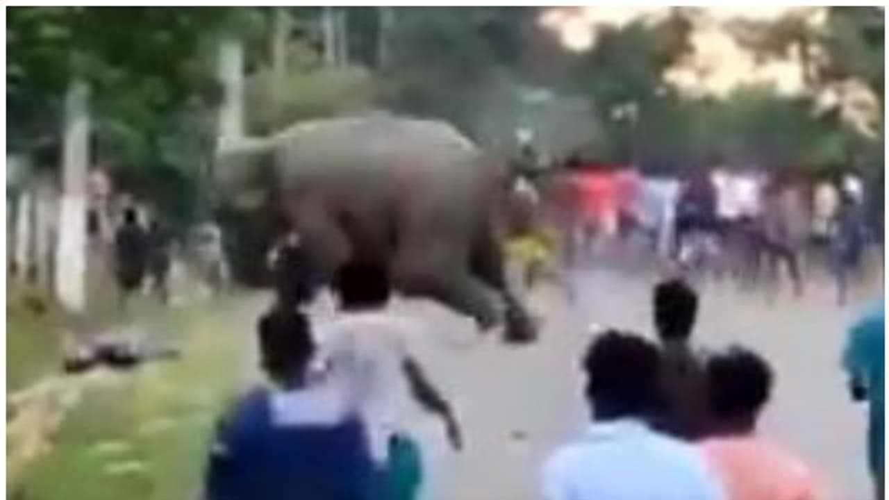 റോഡ് മുറിച്ച് കടന്ന ആനക്കൂട്ടത്തെ ആള്ക്കൂട്ടം പ്രകോപിപ്പിച്ചു, ഒരാളെ ചവിട്ടിക്കൊന്നു; ഞെട്ടിക്കുന്ന വീഡിയോ റോഡ് മുറിച്ച് കടന്ന ആനക്കൂട്ടത്തെ ആള്ക്കൂട്ടം പ്രകോപിപ്പിച്ചു, ഒരാളെ ചവിട്ടിക്കൊന്നു; ഞെട്ടിക്കുന്ന വീഡിയോ