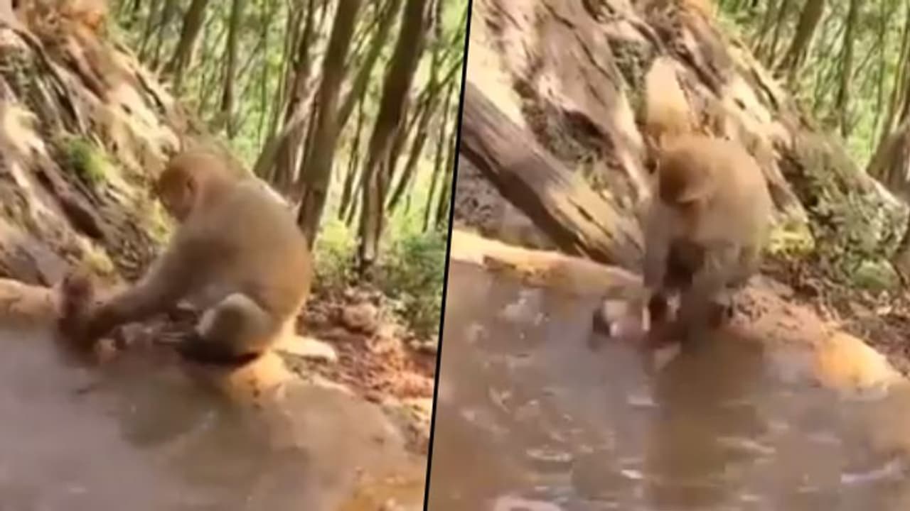 Mother monkey bathes its kid; adorable video will make your day Mother monkey bathes its kid; adorable video will make your day