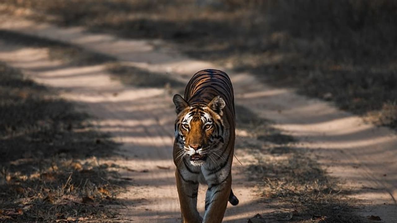 Tiger Attack : കുറുക്കൻമൂലയിലിറങ്ങിയ കടുവയെ പിടികൂടാനുള്ള ശ്രം തുടരുന്നു, കൂട് സ്ഥാപിച്ചു, നിരോധനാജ്ഞ തുടരും