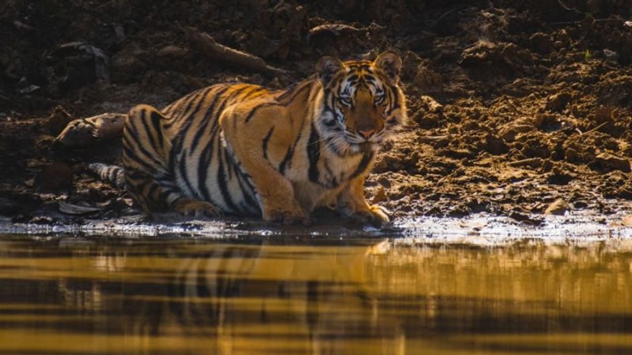 আন্তর্জাতিক বাঘ দিবস ২০২১, বাঘ সংরক্ষণে আরও জোর দিয়ে সোশ্যাল মিডিয়ায় বার্তা প্রধানমন্ত্রী মোদীর