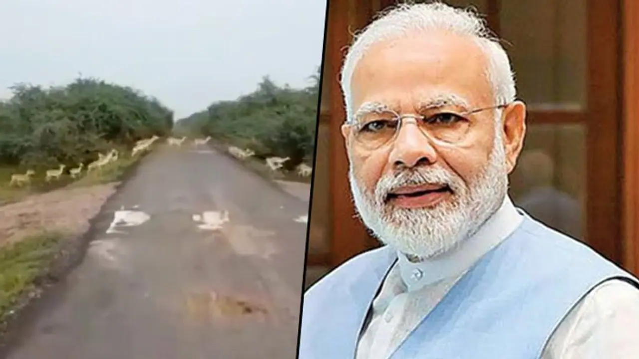 PM Modi shares 'excellent' video of over 3,000 Blackbucks crossing road; Watch video PM Modi shares 'excellent' video of over 3,000 Blackbucks crossing road; Watch video
