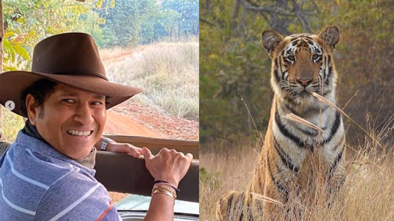 International Tiger Day 2021: बाघों के बीच पहुंचे क्रिकेट के टाइगर तेंदुलकर, शेयर की थ्रिलिंग फोटोज International Tiger Day 2021: बाघों के बीच पहुंचे क्रिकेट के टाइगर तेंदुलकर, शेयर की थ्रिलिंग फोटोज