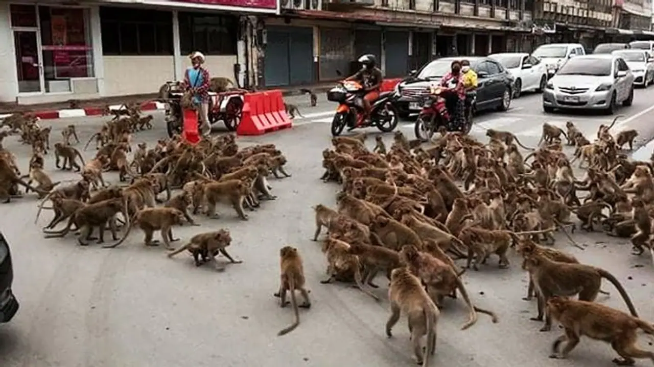 Rival Monkey gangs fight on the road over food; watch viral video Rival Monkey gangs fight on the road over food; watch viral video