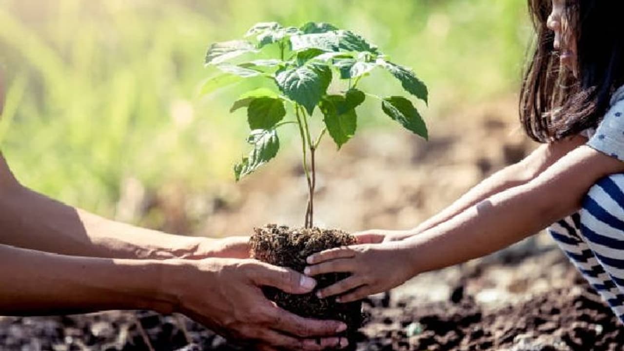 গাছ লাগালেই মিলবে টাকা, সবুজ ভবিষ্যতের লক্ষ্যে দারুণ উদ্যোগ মমতা বন্দ্যোপাধ্যায়ের সরকারের গাছ লাগালেই মিলবে টাকা, সবুজ ভবিষ্যতের লক্ষ্যে দারুণ উদ্যোগ মমতা বন্দ্যোপাধ্যায়ের সরকারের