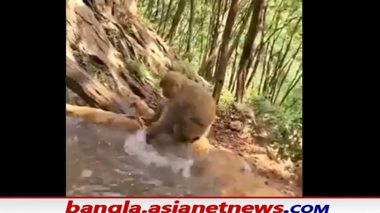 মা হওয়া কঠিন কথা, সোশ্যাল মিডিয়ায় ভাইরাল বানরের ভিডিও ঘিরে আলোচনা নেটপাড়ায় মা হওয়া কঠিন কথা, সোশ্যাল মিডিয়ায় ভাইরাল বানরের ভিডিও ঘিরে আলোচনা নেটপাড়ায়