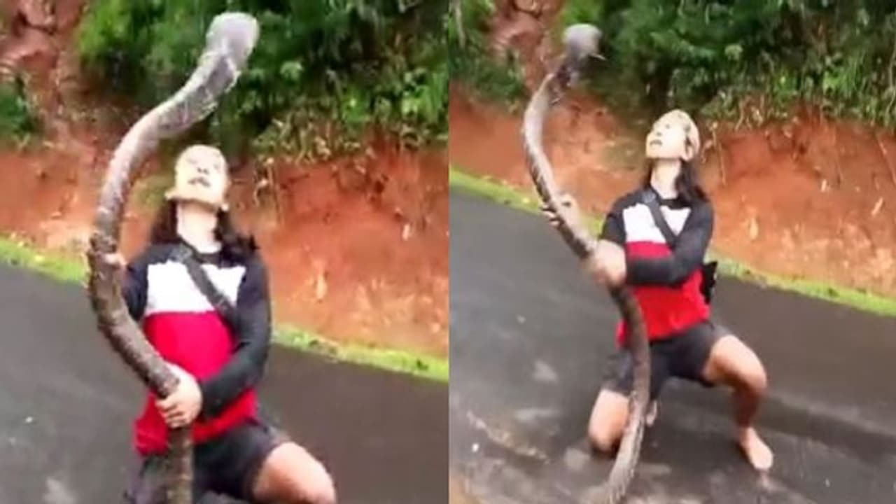 കൂറ്റന്‍ പാമ്പിനെ വെറും കൈ കൊണ്ട് പിടിക്കുന്ന യുവതി; വീഡിയോ വൈറൽ