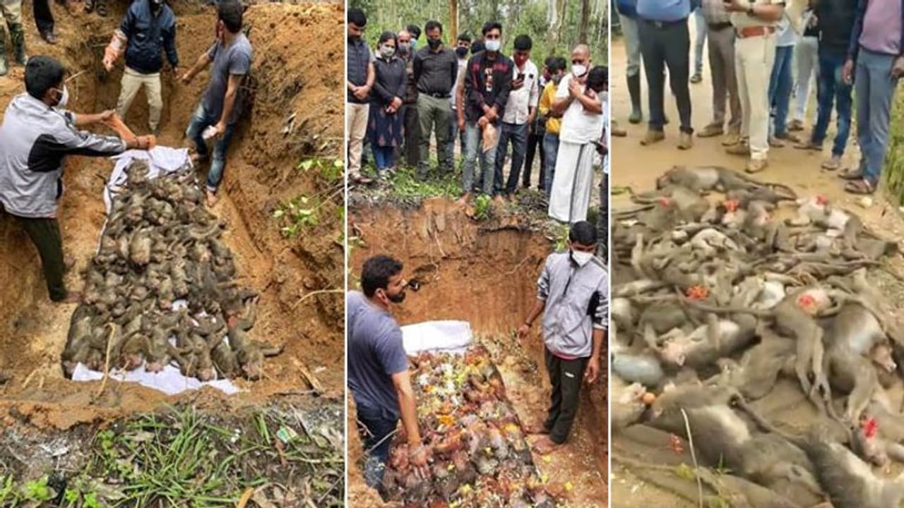 पहले टॉर्चर किया, फिर 46 बंदरों को जहर देकर मार डाला; लोग आक्रोशित 'है कोई बेजुबानों की आवाज उठाने वाला'