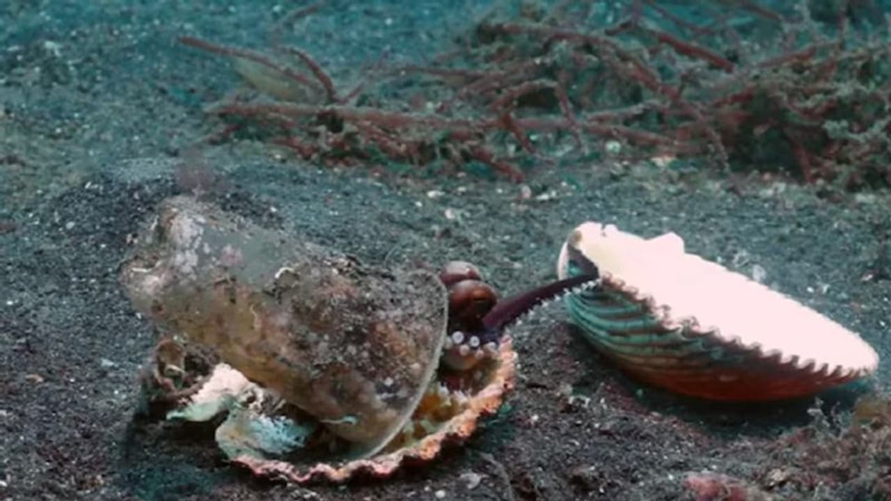 प्लास्टिक कप में फंसा ऑक्टोपस, समंदर के अंदर स्कूबा डाइवर ने इस तरह निकाला बाहर, देखें दिलचस्प वीडियो प्लास्टिक कप में फंसा ऑक्टोपस, समंदर के अंदर स्कूबा डाइवर ने इस तरह निकाला बाहर, देखें दिलचस्प वीडियो