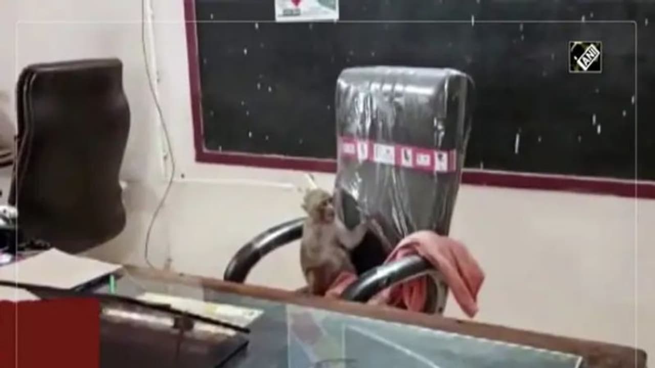 സ്‌കൂള്‍ പ്രിന്‍സിപ്പാളിന്‍റെ കസേരയില്‍ കുരങ്ങൻ; വൈറലായി വീഡിയോ