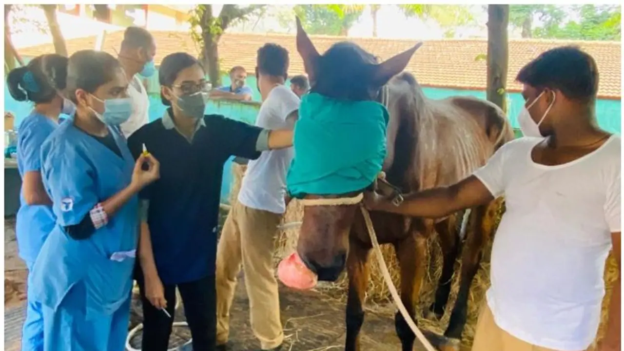 കേരളാ പൊലീസിന്‍റെ അശ്വാരൂഢ സേനയിലെ 'അരസാന്' അത്യപൂര്‍വ്വ ശസ്ത്രക്രിയ; 1.2 കിലോ മുഴ പുറത്തെടുത്തു