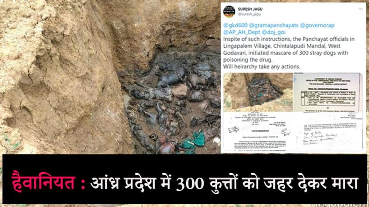आंध्र प्रदेश में 300 आवारा कुत्तों को जहर देकर मारा, दफनाते वक्त हुआ खुलासा; कलेक्टर ने दिए जांच के आदेश आंध्र प्रदेश में 300 आवारा कुत्तों को जहर देकर मारा, दफनाते वक्त हुआ खुलासा; कलेक्टर ने दिए जांच के आदेश