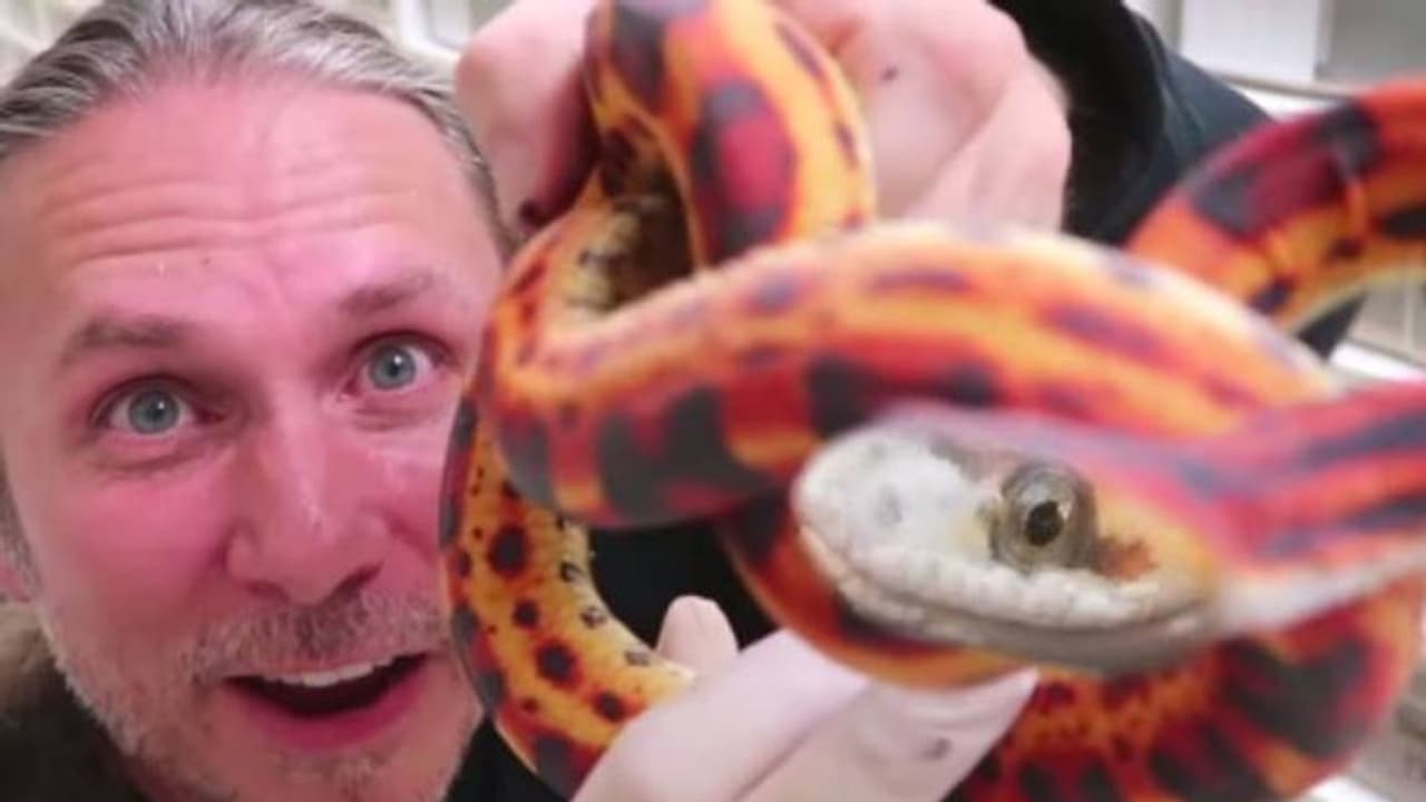 പാമ്പിനെ പേടിയില്ല, ചങ്ങാതിമാരാണ്, വ്യത്യസ്തമായ ജീവിതം! വൈറലായി വീഡിയോ... പാമ്പിനെ പേടിയില്ല, ചങ്ങാതിമാരാണ്, വ്യത്യസ്തമായ ജീവിതം! വൈറലായി വീഡിയോ...