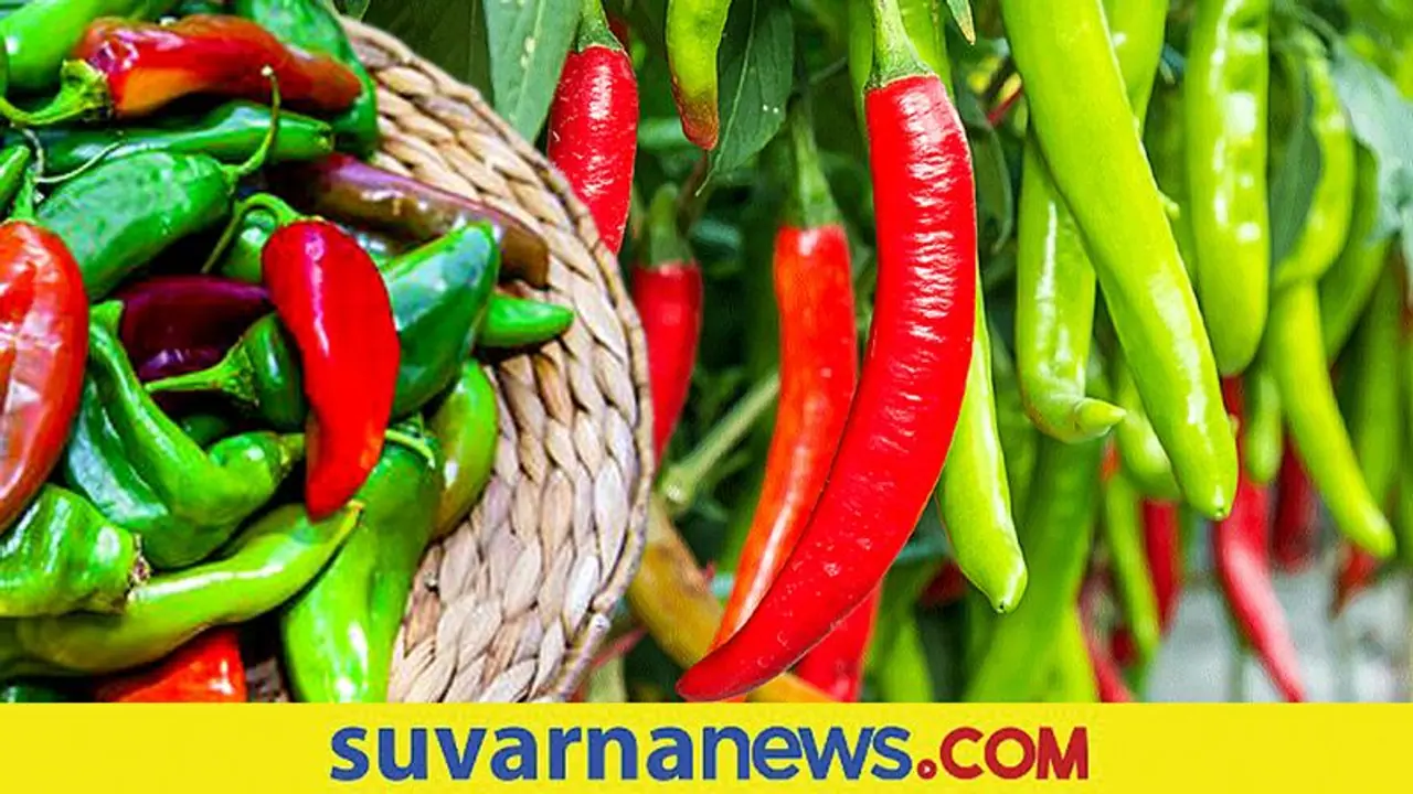 Byadgi chilli market : ಇಳಿಕೆ ಕಂಡ ಮೆಣಸಿನಕಾಯಿ ಸರಬರಾಜು