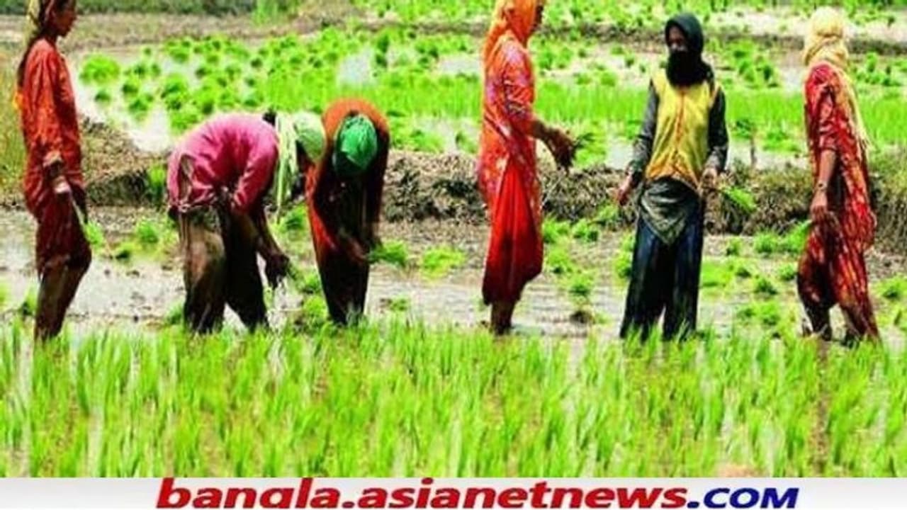 বাংলার চাষীদের জন্য বড় সিদ্ধান্ত নবান্নের, ফড়ে রাজ ঠেকাতে বিশেষ পদক্ষেপ বাংলার চাষীদের জন্য বড় সিদ্ধান্ত নবান্নের, ফড়ে রাজ ঠেকাতে বিশেষ পদক্ষেপ