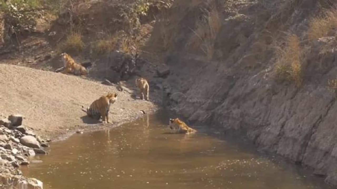 ആഹാ, ഇതുകൊള്ളാം, ആസ്വദിച്ച് കുളിക്കുന്ന കടുവ, വൈറലായി വീഡിയോ