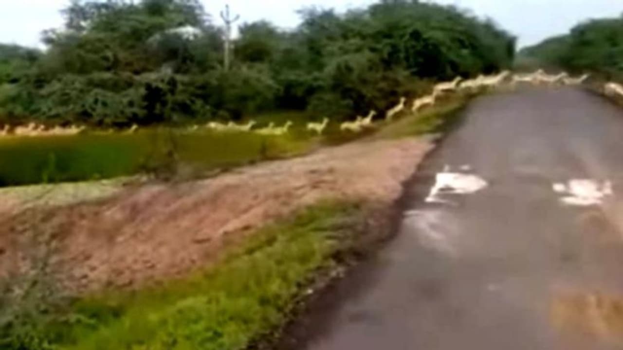 റോഡ് മറികടക്കുന്ന മൂവായിരത്തോളം കൃഷ്ണമൃഗങ്ങൾ; വീഡിയോ ട്വീറ്റ് ചെയ്ത് പ്രധാനമന്ത്രി റോഡ് മറികടക്കുന്ന മൂവായിരത്തോളം കൃഷ്ണമൃഗങ്ങൾ; വീഡിയോ ട്വീറ്റ് ചെയ്ത് പ്രധാനമന്ത്രി