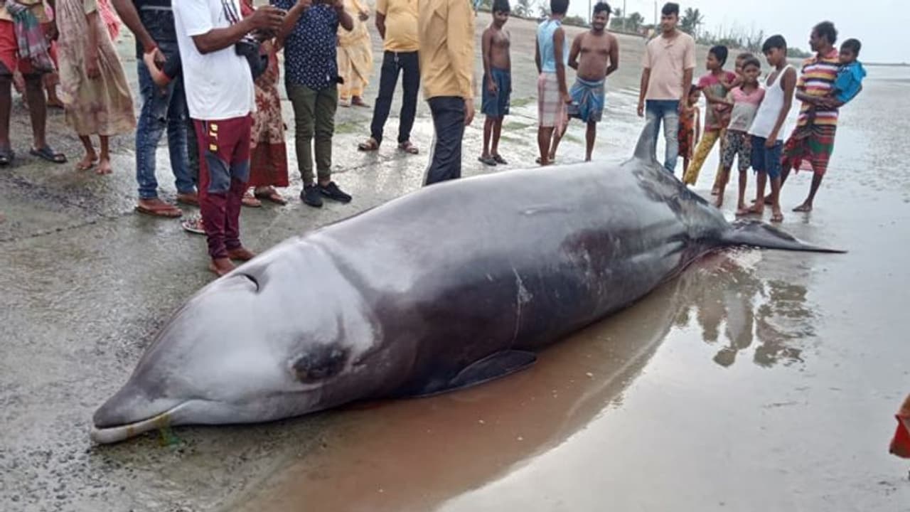 River Dolphin মাঝিদের জালে বিশালাকার ডলফিন, ভিড় জমাল উৎসাহী জনতা