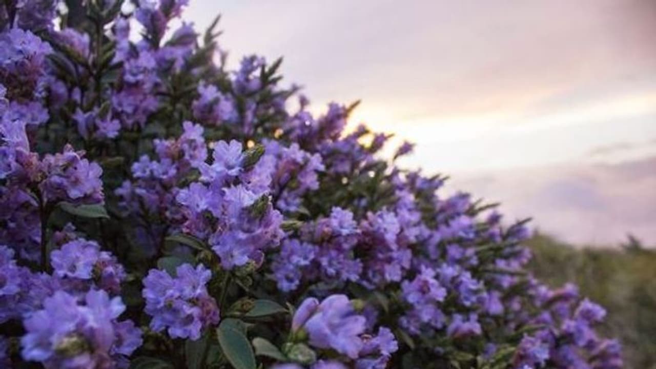After Chikkamagaluru hills, now Kodagu witnesses Neelakurinji flowers that bloom once in 12 years After Chikkamagaluru hills, now Kodagu witnesses Neelakurinji flowers that bloom once in 12 years