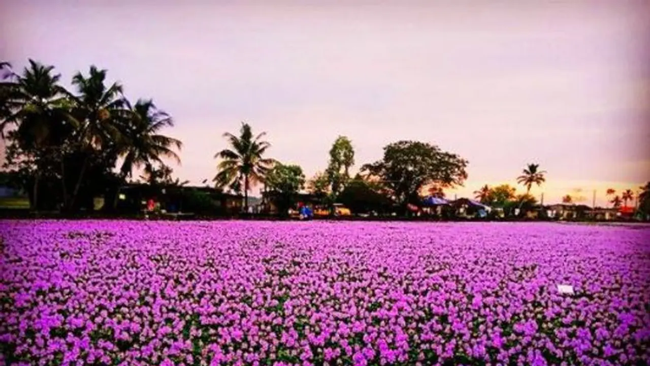 12 ஆண்டுகளுக்கு பின்னர் பூத்த குறிஞ்சி மலர்கள்: பார்வையாளர்கள் உற்சாகம்