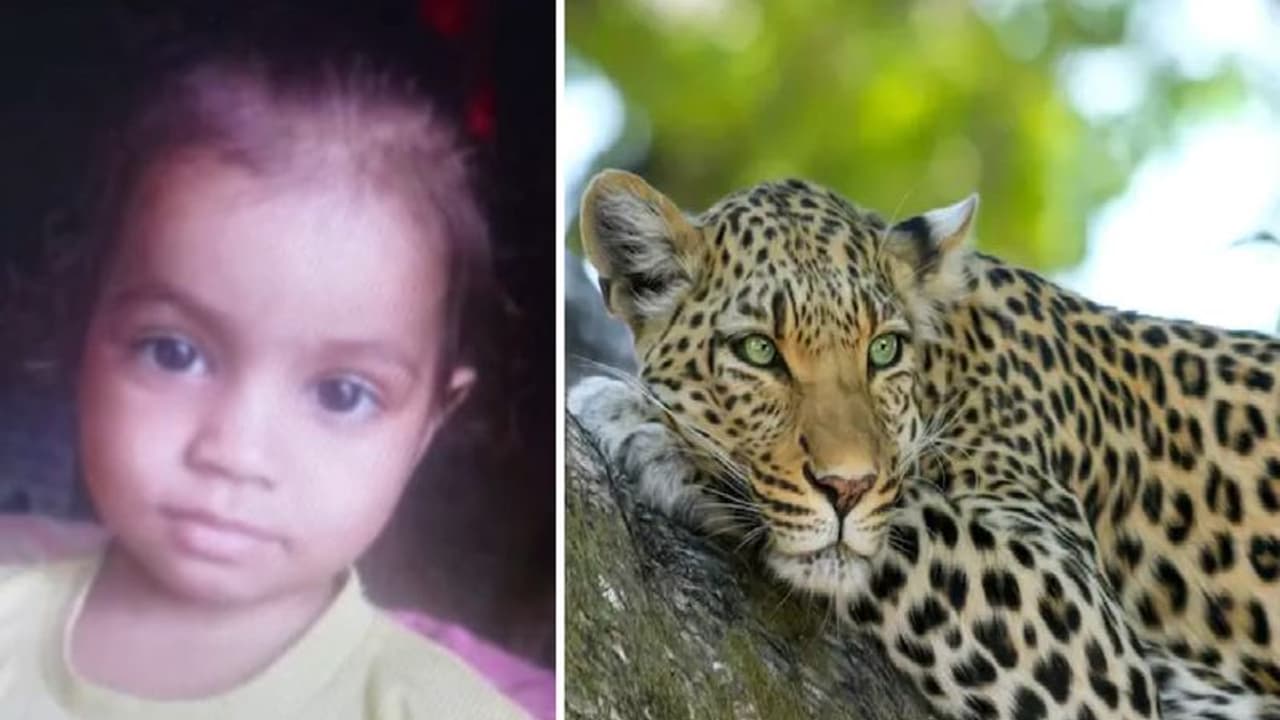 पिता की गोद से 6 साल की बेटी को खींच ले गया तेंदुआ, पलक झपकते ही किया शिकार..कहीं धड़ तो कहीं मिला सिर