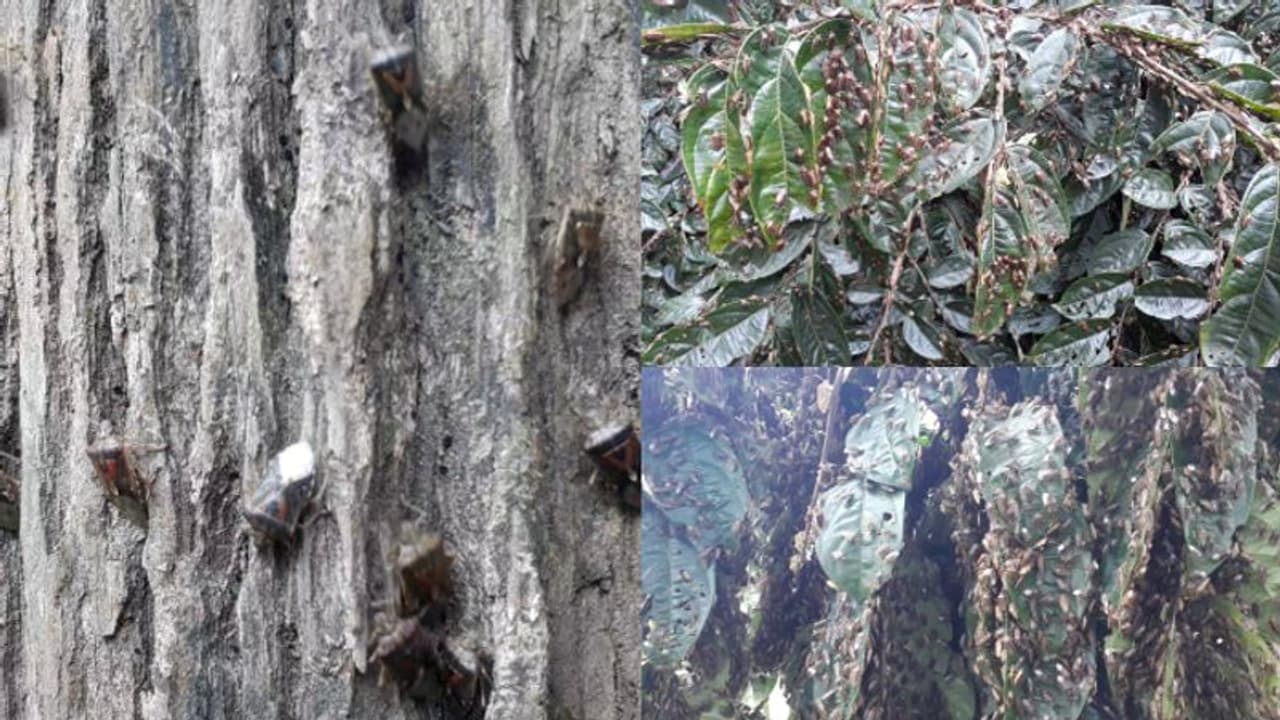 കൂട്ടമായി പൊതിയും, ശിഖരങ്ങള് ഉണങ്ങി വീഴും; കര്ഷകര്ക്ക് ഭീഷണിയായി വയനാടന് കാടുകളില് 'ബാംബൂ സീഡ് ബഗ്' കൂട്ടമായി പൊതിയും, ശിഖരങ്ങള് ഉണങ്ങി വീഴും; കര്ഷകര്ക്ക് ഭീഷണിയായി വയനാടന് കാടുകളില് 'ബാംബൂ സീഡ് ബഗ്'