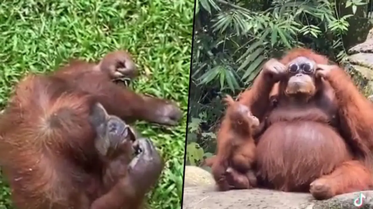 Orangutan sports sunglasses dropped by zoo visitor; watch video Orangutan sports sunglasses dropped by zoo visitor; watch video