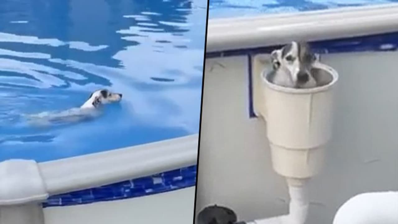 Dog pops up from the secret exit after taking bath in swimming pool; watch video