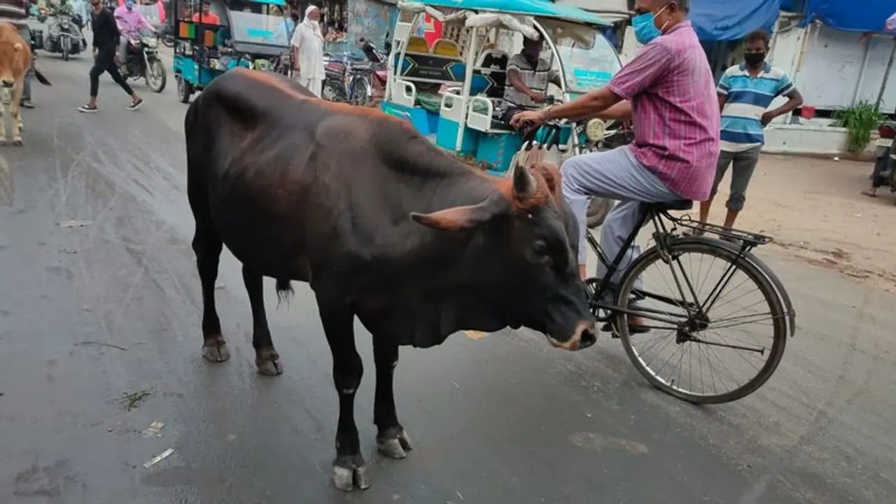 Declare cow as national animal; nation will prosper when cows are protected: Allahabad HC Declare cow as national animal; nation will prosper when cows are protected: Allahabad HC