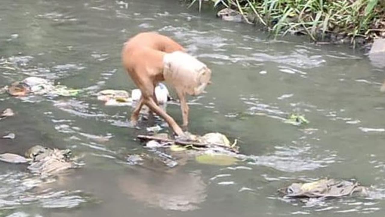 10 दिनों तक सांस लेने को तड़प रहा था बेजुबान जानवर, इस तरह BMC ने किया डॉग का रेस्क्यू 10 दिनों तक सांस लेने को तड़प रहा था बेजुबान जानवर, इस तरह BMC ने किया डॉग का रेस्क्यू