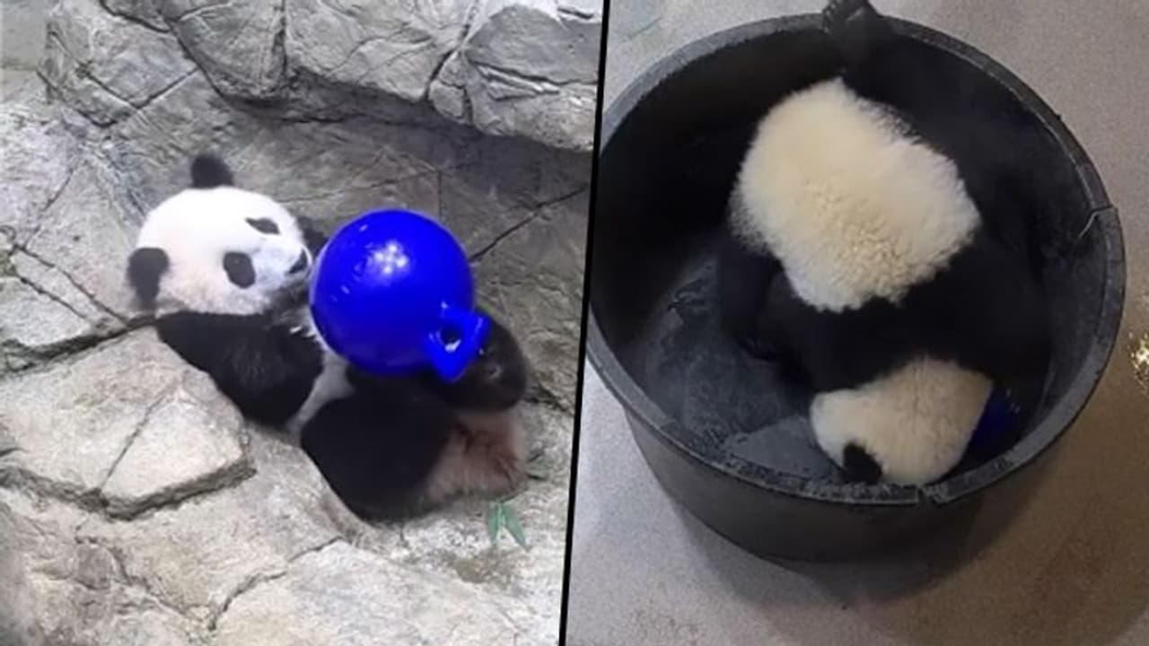 Mother panda rescues her cute little cub after it falls into bucket; watch video Mother panda rescues her cute little cub after it falls into bucket; watch video