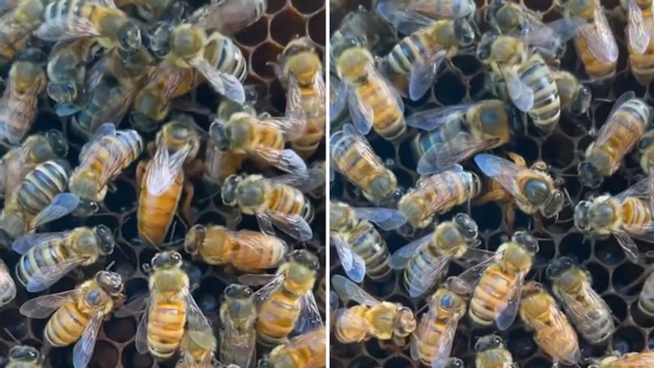 Queen bee laying an egg in bee nest is something you should not miss; watch the video