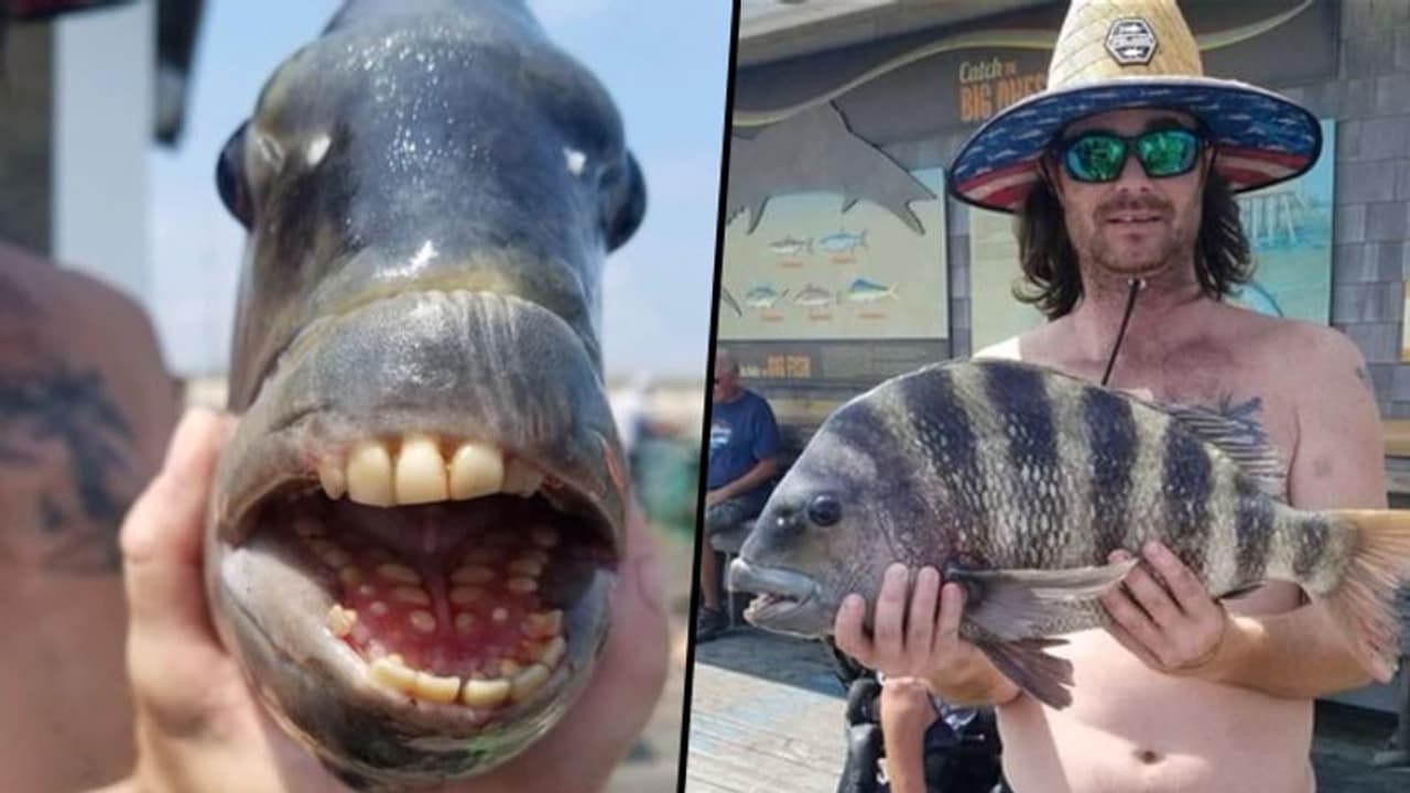 Believe it or not: Fish with human like teeth found in North Carolina (Photo)