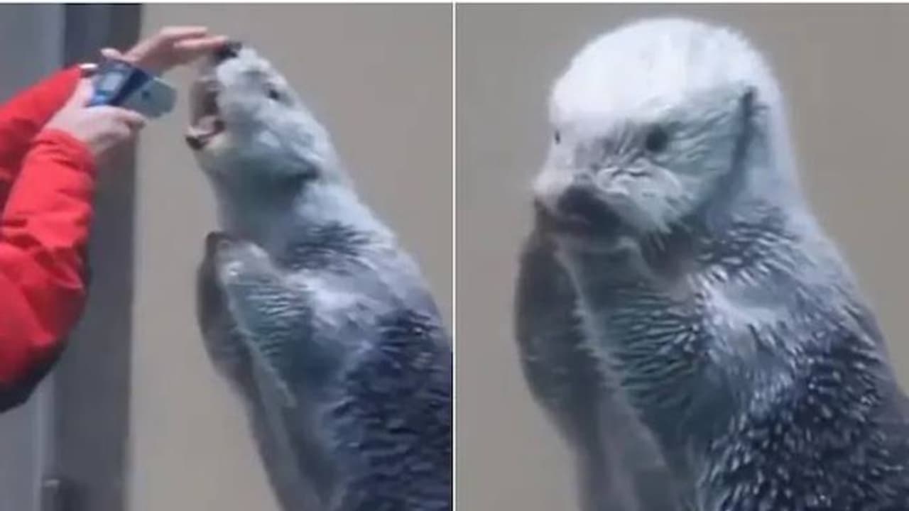 പനിയുണ്ടോ നോക്കട്ടെ, വൈറലായി സീ ഓട്ടറിന്റെ ടെംപറേച്ചര് നോക്കുന്ന വീഡിയോ, ചൂഷണമെന്ന് ഒരു വിഭാഗം പനിയുണ്ടോ നോക്കട്ടെ, വൈറലായി സീ ഓട്ടറിന്റെ ടെംപറേച്ചര് നോക്കുന്ന വീഡിയോ, ചൂഷണമെന്ന് ഒരു വിഭാഗം