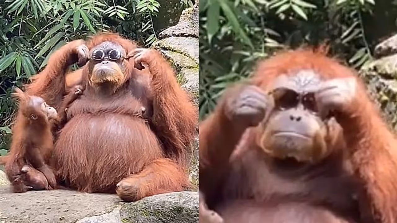 സൺഗ്ലാസ് ധരിച്ച് സ്റ്റൈലന് ലുക്കില് ഒറാങ്കുട്ടൻ; വൈറലായി വീഡിയോ സൺഗ്ലാസ് ധരിച്ച് സ്റ്റൈലന് ലുക്കില് ഒറാങ്കുട്ടൻ; വൈറലായി വീഡിയോ