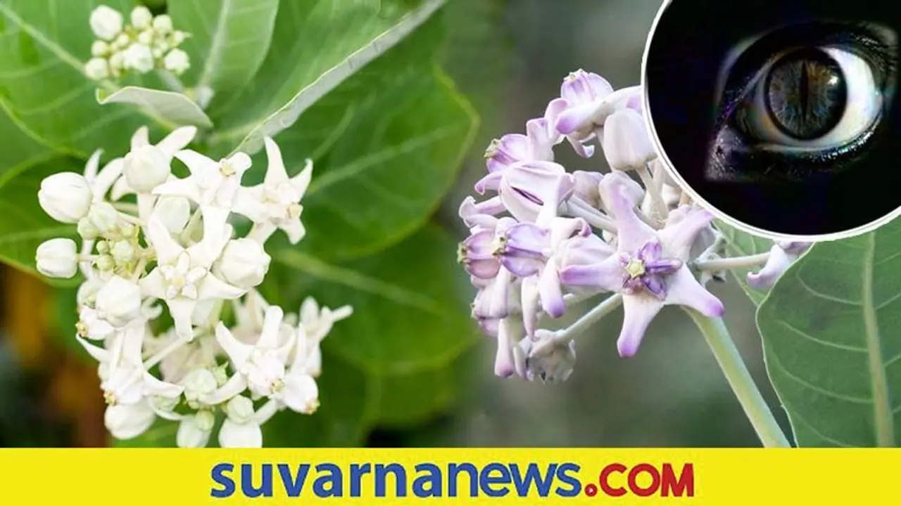 ಈ ಗಿಡ ನಿಮ್ಮ ಮನೆಯಲ್ಲಿದ್ದರೆ ಎಲ್ಲಾ ವಾಸ್ತು ದೋಷ ದೂರ! ಈ ಗಿಡ ನಿಮ್ಮ ಮನೆಯಲ್ಲಿದ್ದರೆ ಎಲ್ಲಾ ವಾಸ್ತು ದೋಷ ದೂರ!