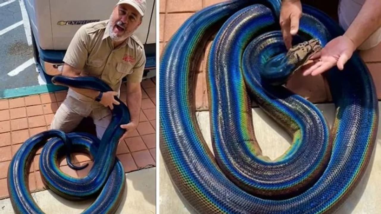 ഇതാണ് മഴവില് അഴകുള്ള പെരുമ്പാമ്പ്; വീഡിയോ കണ്ടത് 20 ദശലക്ഷം പേര് ഇതാണ് മഴവില് അഴകുള്ള പെരുമ്പാമ്പ്; വീഡിയോ കണ്ടത് 20 ദശലക്ഷം പേര്