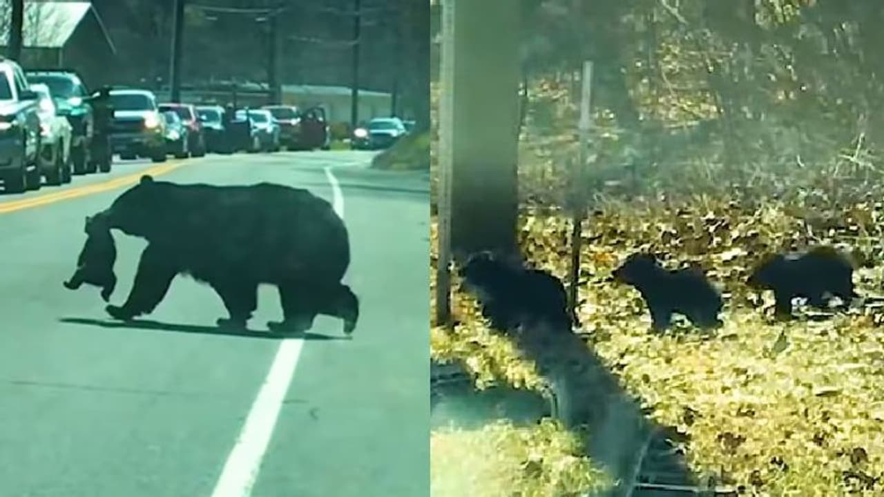 കുഞ്ഞുങ്ങളെ കൊണ്ട് കുടുങ്ങിപ്പോയ അമ്മക്കരടി; കിടിലന് വീഡിയോ... കുഞ്ഞുങ്ങളെ കൊണ്ട് കുടുങ്ങിപ്പോയ അമ്മക്കരടി; കിടിലന് വീഡിയോ...