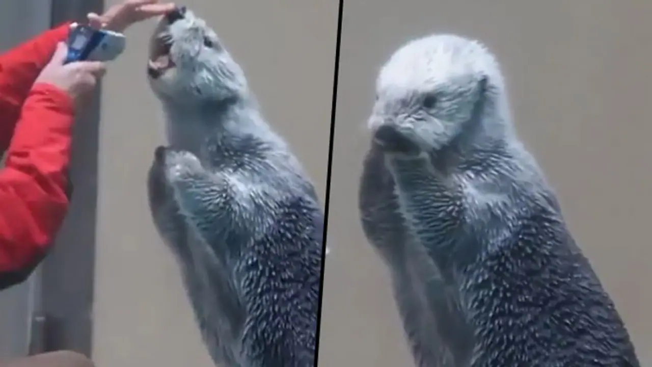 Woman examines sea otter’s temperature; watch viral video Woman examines sea otter’s temperature; watch viral video