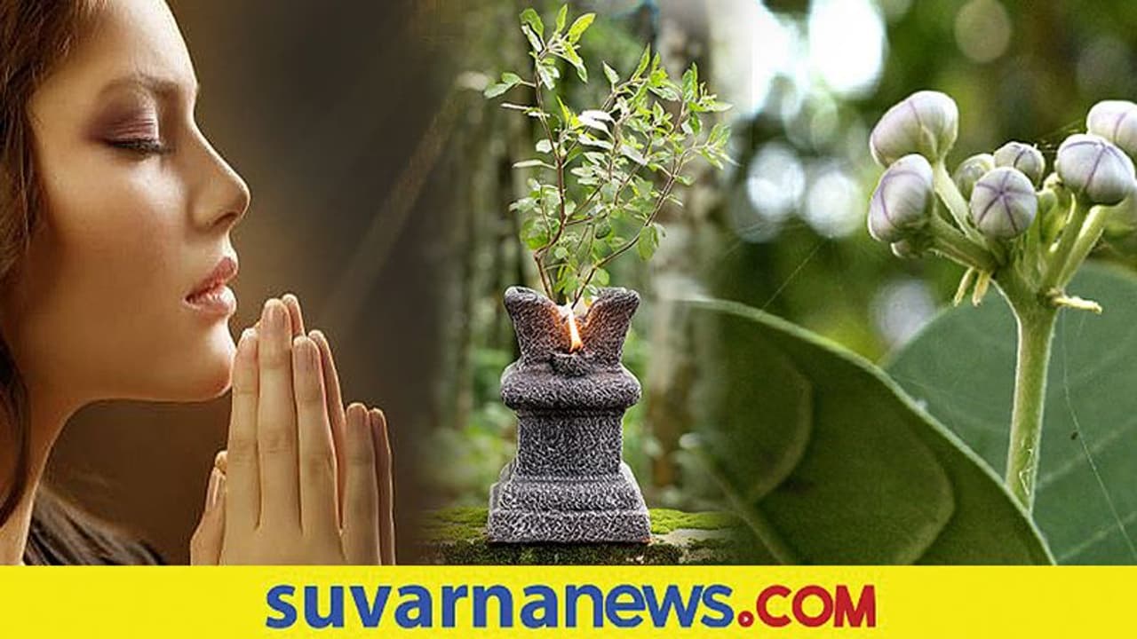 ಶ್ರಾವಣದ ಮಾಸದಲ್ಲಿ ನೆಡುವ ಈ ಐದು ಸಸ್ಯಗಳಿಂದ ಬರಲಿದೆ ಅದೃಷ್ಟ..!